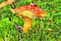 Pilz Fotografie im Photo-To-Art Stil. die kleinen Waldbewohner im Schatten des Unterholzes. Pilz Fotografie im Photo-To-Art Stil. die kleinen Waldbewohner im Schatten des Unterholzes.