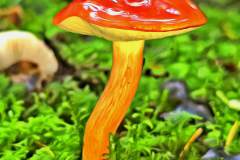 Pilz Fotografie im Photo-To-Art Stil. die kleinen Waldbewohner im Schatten des Unterholzes. Pilz Fotografie im Photo-To-Art Stil. die kleinen Waldbewohner im Schatten des Unterholzes.