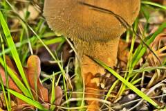 Pilz Fotografie im Photo-To-Art Stil. die kleinen Waldbewohner im Schatten des Unterholzes. Pilz Fotografie im Photo-To-Art Stil. die kleinen Waldbewohner im Schatten des Unterholzes.