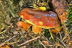 Pilz Fotografie im Photo-To-Art Stil. die kleinen Waldbewohner im Schatten des Unterholzes. Pilz Fotografie im Photo-To-Art Stil. die kleinen Waldbewohner im Schatten des Unterholzes.