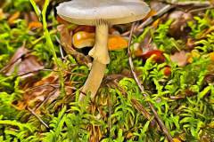 Pilz Fotografie im Photo-To-Art Stil. die kleinen Waldbewohner im Schatten des Unterholzes. Pilz Fotografie im Photo-To-Art Stil. die kleinen Waldbewohner im Schatten des Unterholzes.