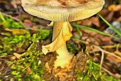 Pilz Fotografie im Photo-To-Art Stil. die kleinen Waldbewohner im Schatten des Unterholzes. Pilz Fotografie im Photo-To-Art Stil. die kleinen Waldbewohner im Schatten des Unterholzes.