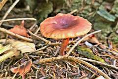 Pilz Fotografie im Photo-To-Art Stil. die kleinen Waldbewohner im Schatten des Unterholzes.