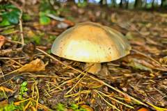 Pilz Fotografie im Photo-To-Art Stil. die kleinen Waldbewohner im Schatten des Unterholzes. Pilz Fotografie im Photo-To-Art Stil. die kleinen Waldbewohner im Schatten des Unterholzes.