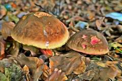 Pilz Fotografie im Photo-To-Art Stil. die kleinen Waldbewohner im Schatten des Unterholzes. Pilz Fotografie im Photo-To-Art Stil. die kleinen Waldbewohner im Schatten des Unterholzes.