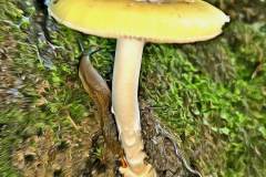 Pilz Fotografie im Photo-To-Art Stil. die kleinen Waldbewohner im Schatten des Unterholzes. Pilz Fotografie im Photo-To-Art Stil. die kleinen Waldbewohner im Schatten des Unterholzes.