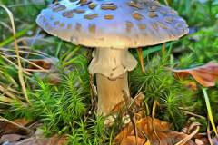 Pilz Fotografie im Photo-To-Art Stil. die kleinen Waldbewohner im Schatten des Unterholzes. Pilz Fotografie im Photo-To-Art Stil. die kleinen Waldbewohner im Schatten des Unterholzes.