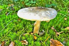Pilz Fotografie im Photo-To-Art Stil. die kleinen Waldbewohner im Schatten des Unterholzes.