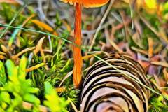 Pilz Fotografie im Photo-To-Art Stil. die kleinen Waldbewohner im Schatten des Unterholzes. Pilz Fotografie im Photo-To-Art Stil. die kleinen Waldbewohner im Schatten des Unterholzes.