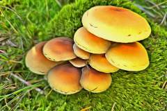 Pilz Fotografie im Photo-To-Art Stil. die kleinen Waldbewohner im Schatten des Unterholzes.