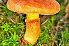 Pilz Fotografie im Photo-To-Art Stil. die kleinen Waldbewohner im Schatten des Unterholzes.