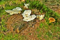 Pilz Fotografie im Photo-To-Art Stil. die kleinen Waldbewohner im Schatten des Unterholzes.