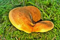 Pilz Fotografie im Photo-To-Art Stil. die kleinen Waldbewohner im Schatten des Unterholzes.