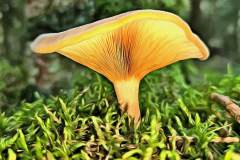 Pilz Fotografie im Photo-To-Art Stil. die kleinen Waldbewohner im Schatten des Unterholzes.