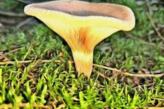 Pilz Fotografie im Photo-To-Art Stil. die kleinen Waldbewohner im Schatten des Unterholzes.
