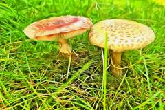 Pilz Fotografie im Photo-To-Art Stil. die kleinen Waldbewohner im Schatten des Unterholzes.