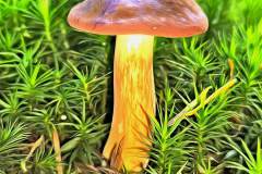 Pilz Fotografie im Photo-To-Art Stil. die kleinen Waldbewohner im Schatten des Unterholzes.