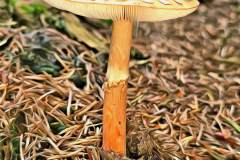 Pilz Fotografie im Photo-To-Art Stil. die kleinen Waldbewohner im Schatten des Unterholzes.