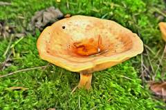 Pilz Fotografie im Photo-To-Art Stil. die kleinen Waldbewohner im Schatten des Unterholzes.