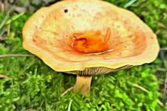 Pilz Fotografie im Photo-To-Art Stil. die kleinen Waldbewohner im Schatten des Unterholzes.