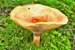 Pilz Fotografie im Photo-To-Art Stil. die kleinen Waldbewohner im Schatten des Unterholzes.