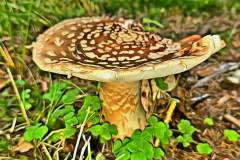 Pilz Fotografie im Photo-To-Art Stil. die kleinen Waldbewohner im Schatten des Unterholzes.