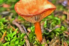 Pilz Fotografie im Photo-To-Art Stil. die kleinen Waldbewohner im Schatten des Unterholzes.