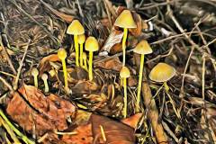 Pilz Fotografie im Photo-To-Art Stil. die kleinen Waldbewohner im Schatten des Unterholzes.