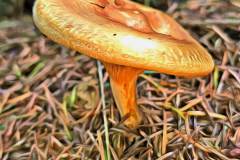 Pilz Fotografie im Photo-To-Art Stil. die kleinen Waldbewohner im Schatten des Unterholzes.