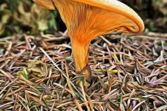 Pilz Fotografie im Photo-To-Art Stil. die kleinen Waldbewohner im Schatten des Unterholzes.