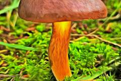 Pilz Fotografie im Photo-To-Art Stil. die kleinen Waldbewohner im Schatten des Unterholzes.