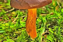 Pilz Fotografie im Photo-To-Art Stil. die kleinen Waldbewohner im Schatten des Unterholzes.