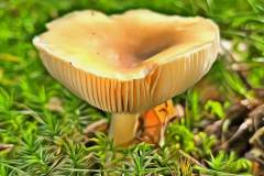 Pilz Fotografie im Photo-To-Art Stil. die kleinen Waldbewohner im Schatten des Unterholzes.