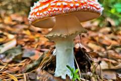 Pilz Fotografie im Photo-To-Art Stil. die kleinen Waldbewohner im Schatten des Unterholzes. Pilz Fotografie im Photo-To-Art Stil. die kleinen Waldbewohner im Schatten des Unterholzes.