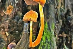 Pilz Fotografie im Photo-To-Art Stil. die kleinen Waldbewohner im Schatten des Unterholzes.