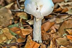 Pilz Fotografie im Photo-To-Art Stil. die kleinen Waldbewohner im Schatten des Unterholzes.