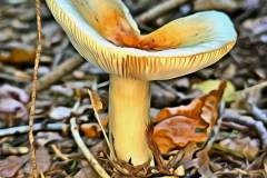 Pilz Fotografie im Photo-To-Art Stil. die kleinen Waldbewohner im Schatten des Unterholzes.