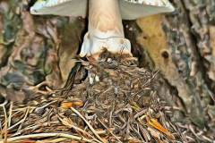 Pilz Fotografie im Photo-To-Art Stil. die kleinen Waldbewohner im Schatten des Unterholzes.