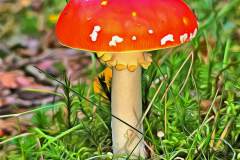 Mushroom photography in a "photo-to-art" style—the little forest dwellers in the shade of the undergrowth. Pilz Fotografie im Photo-To-Art Stil. die kleinen Waldbewohner im Schatten des Unterholzes.