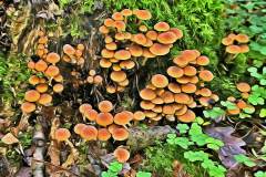 Pilz Fotografie im Photo-To-Art Stil. die kleinen Waldbewohner im Schatten des Unterholzes.