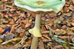 Mushroom photography in a "photo-to-art" style—the little forest dwellers in the shade of the undergrowth. Pilz Fotografie im Photo-To-Art Stil. die kleinen Waldbewohner im Schatten des Unterholzes.