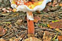 Mushroom photography in a "photo-to-art" style—the little forest dwellers in the shade of the undergrowth. Pilz Fotografie im Photo-To-Art Stil. die kleinen Waldbewohner im Schatten des Unterholzes.