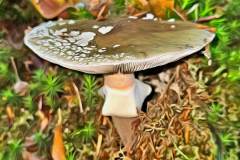 Mushroom photography in a "photo-to-art" style—the little forest dwellers in the shade of the undergrowth. Pilz Fotografie im Photo-To-Art Stil. die kleinen Waldbewohner im Schatten des Unterholzes.