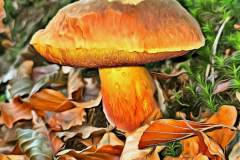 Mushroom photography in a "photo-to-art" style—the little forest dwellers in the shade of the undergrowth. Pilz Fotografie im Photo-To-Art Stil. die kleinen Waldbewohner im Schatten des Unterholzes.