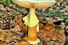 Mushroom photography in a "photo-to-art" style—the little forest dwellers in the shade of the undergrowth. Pilz Fotografie im Photo-To-Art Stil. die kleinen Waldbewohner im Schatten des Unterholzes.