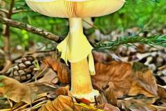 Mushroom photography in a "photo-to-art" style—the little forest dwellers in the shade of the undergrowth. Pilz Fotografie im Photo-To-Art Stil. die kleinen Waldbewohner im Schatten des Unterholzes.