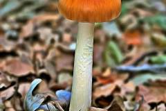 Mushroom photography in a "photo-to-art" style—the little forest dwellers in the shade of the undergrowth. Pilz Fotografie im Photo-To-Art Stil. die kleinen Waldbewohner im Schatten des Unterholzes.