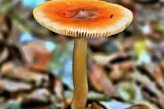 Mushroom photography in a "photo-to-art" style—the little forest dwellers in the shade of the undergrowth. Pilz Fotografie im Photo-To-Art Stil. die kleinen Waldbewohner im Schatten des Unterholzes.
