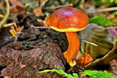 Pilz Fotografie im Photo-To-Art Stil. die kleinen Waldbewohner im Schatten des Unterholzes.