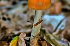 Mushroom photography in a "photo-to-art" style—the little forest dwellers in the shade of the undergrowth. Pilz Fotografie im Photo-To-Art Stil. die kleinen Waldbewohner im Schatten des Unterholzes.